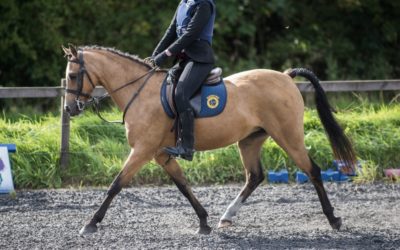 Stunning 12.3hh Welsh C SOLD